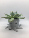 Octopus planter.